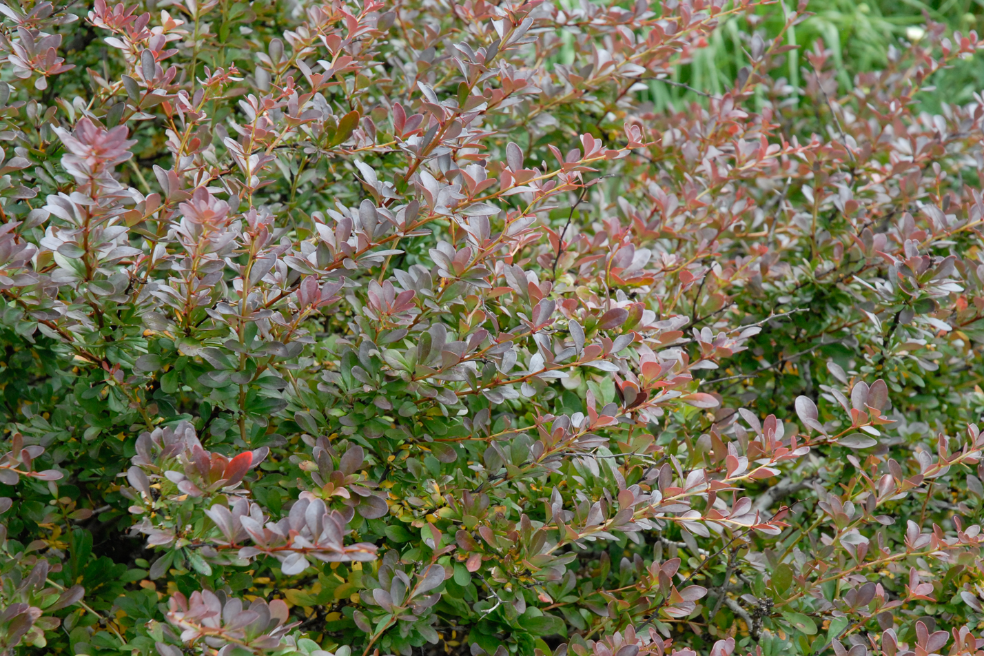 Crimson Pygmy Barberry